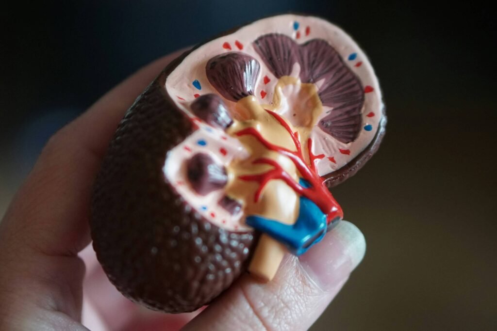 medico com modelo de rim na mao fazendo analise sobre cancer renal